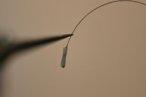 Healthy hair grafts before implantation in hair transplant procedure